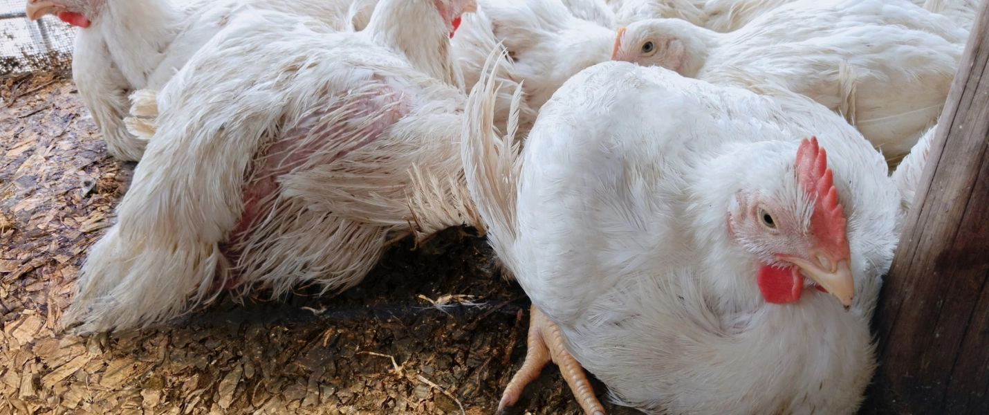 EN COMBIEN DE JOURS UN POULET ATTEINT-IL SON POIDS D'ABATTAGE ?