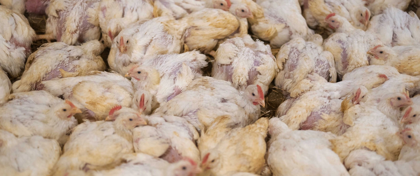  Combien de poulets sont entassés par m² en élevage intensif ?