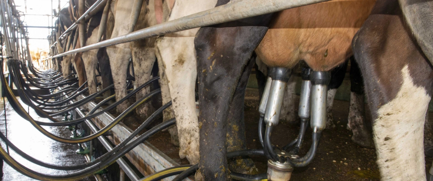 Combien de litres de lait les vaches laitières produisent-elles aujourd'hui ?