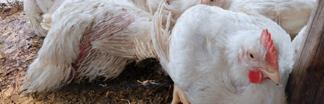 EN COMBIEN DE JOURS UN POULET ATTEINT-IL SON POIDS D'ABATTAGE ?