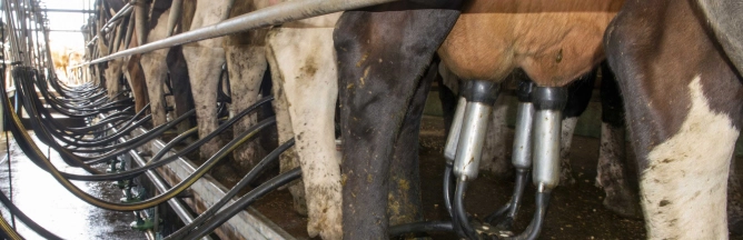 Combien de litres de lait les vaches laitières produisent-elles aujourd'hui ?